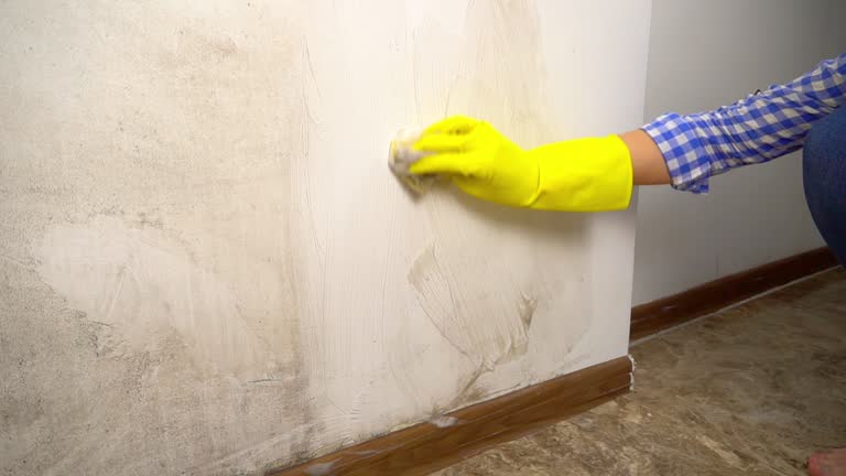 Best Mold Remediation for Vacation Homes  in USA